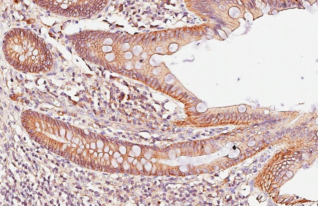 beta-Catenin Antibody (GT2169) - Azide and BSA Free