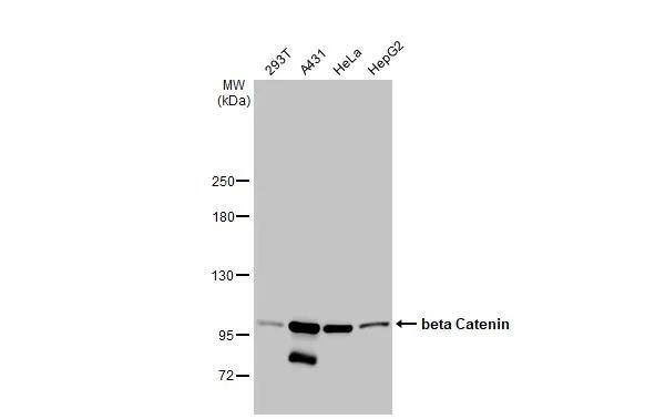 beta-Catenin Antibody (GT2169) - Azide and BSA Free