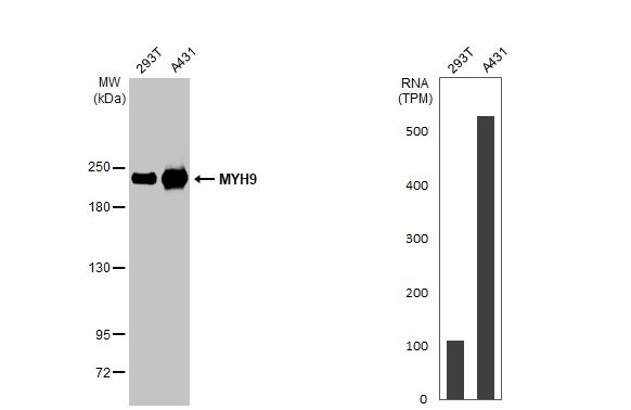 non-muscle Myosin IIA Antibody (GT218)
