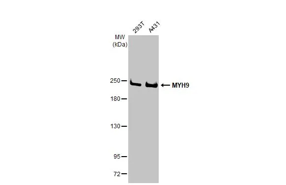 non-muscle Myosin IIA Antibody (GT218)