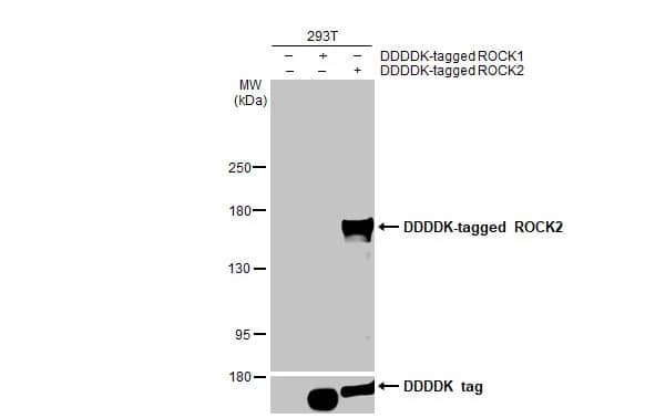 ROCK2 Antibody (GT11712)