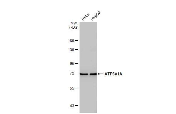 ATP6V1A Antibody (GT811) - Azide and BSA Free