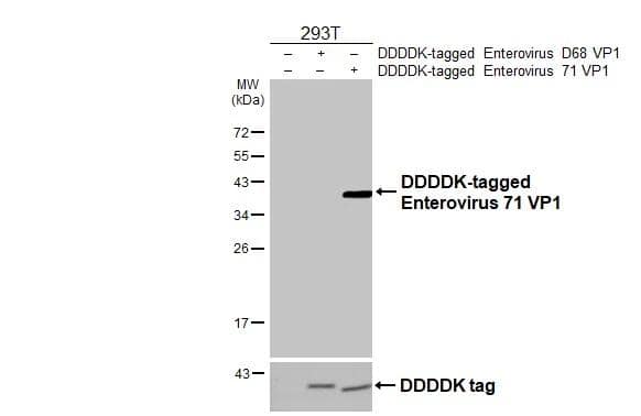 Enterovirus 71 VP1 Antibody (GT9512) - Azide and BSA Free
