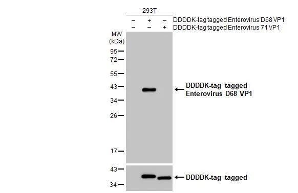 Enterovirus D68 VP1 Antibody (GT11610) - Azide and BSA Free