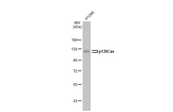 p130Cas/BCAR1 Antibody (GT331)