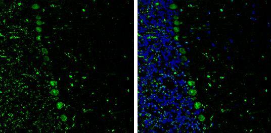 p130Cas/BCAR1 Antibody (GT331) - Azide and BSA Free