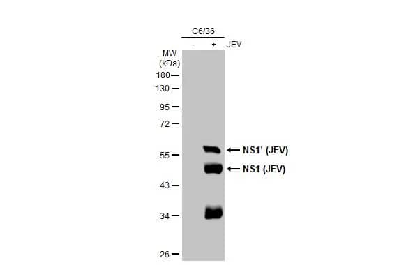 Japanese Encephalitis virus NS1 Antibody (GT1410)