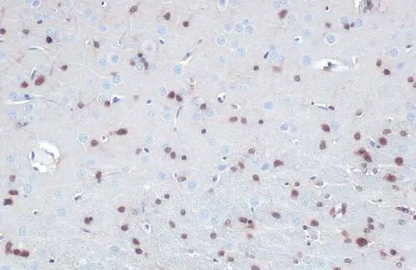 QKI/Quaking Antibody (GT2612)