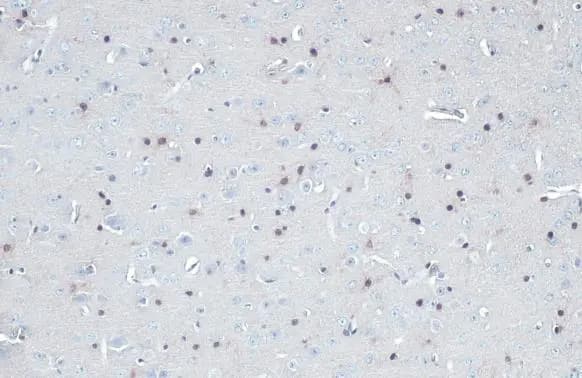 QKI/Quaking Antibody (GT2612)