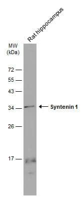 Syntenin 1 Antibody (GT1523) - Azide and BSA Free