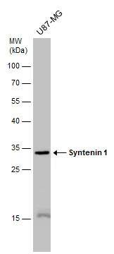 Syntenin 1 Antibody (GT1523) - Azide and BSA Free