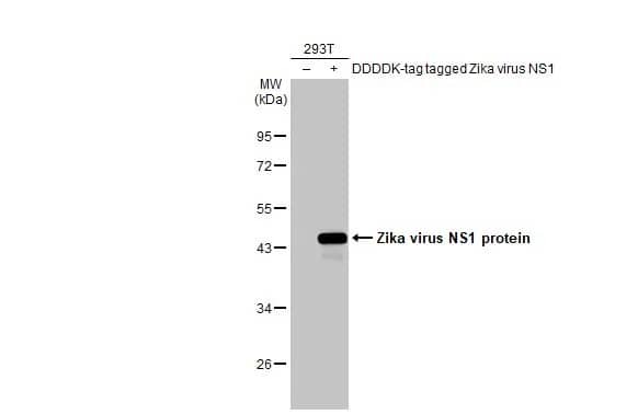 Zika virus (H/PF/2013) NS1 Antibody (GT5212)