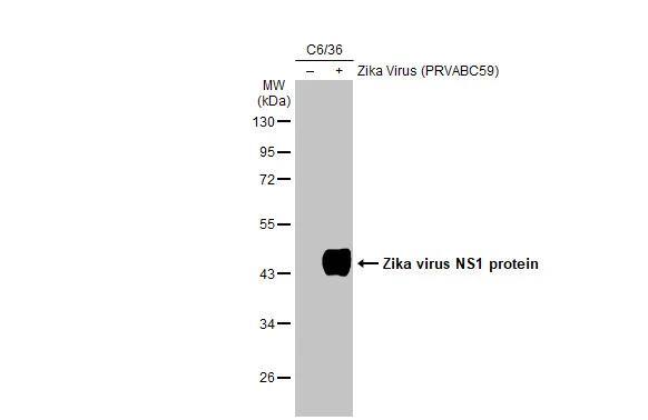 Zika virus (H/PF/2013) NS1 Antibody (GT5212) - Azide and BSA Free
