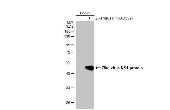 Zika virus (H/PF/2013) NS1 Antibody (GT281) - Azide and BSA Free