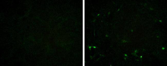 Porcine Circovirus 2 Capsid Antibody (GT1641) - Azide and BSA Free