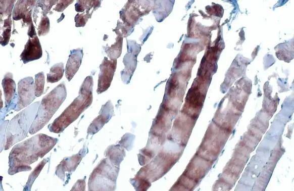 Atrial Natriuretic Peptide/ANP Antibody (GT1068) - Azide and BSA Free