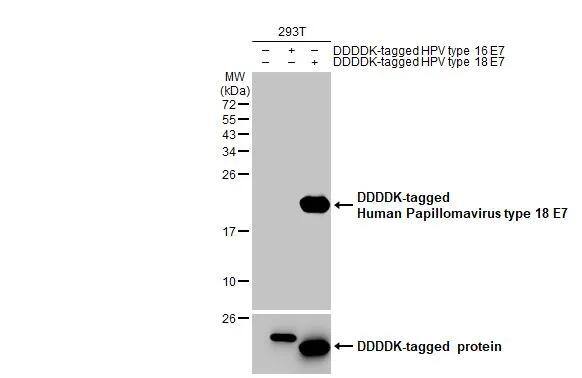 HPV18 E7 Antibody (GT881) - Azide and BSA Free