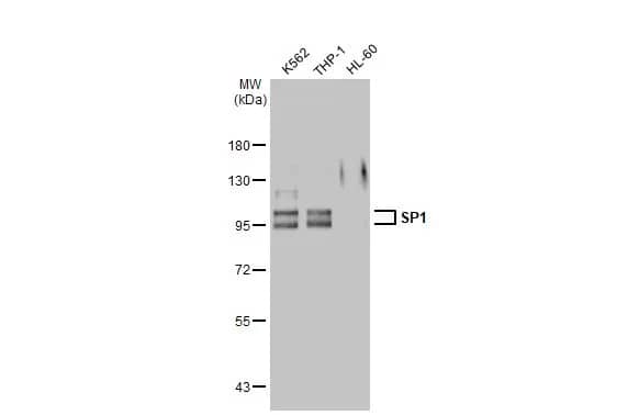 SP1 Antibody (GT2574)