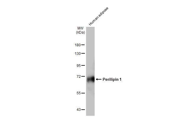 Perilipin Antibody (GT2781) - Azide and BSA Free