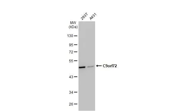 C9orf72 Antibody (GT1553)