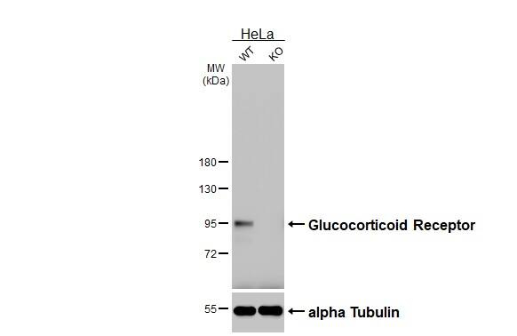 GR/NR3C1 Antibody (GT248) - Azide and BSA Free