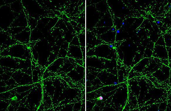 Otubain-1 Antibody (GT611) - Azide and BSA Free