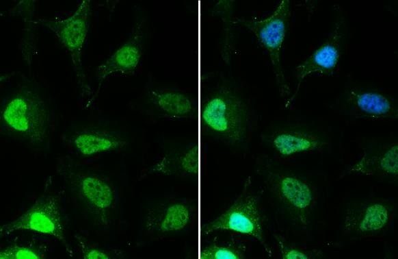 EED Antibody (GT885) - Azide and BSA Free