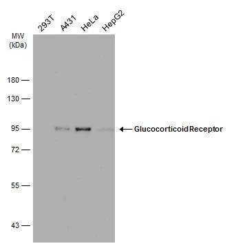 GR/NR3C1 Antibody (GT1073) - Azide and BSA Free