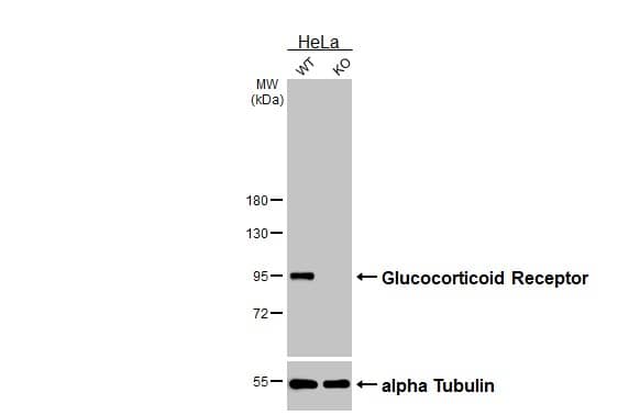 GR/NR3C1 Antibody (GT1073) - Azide and BSA Free
