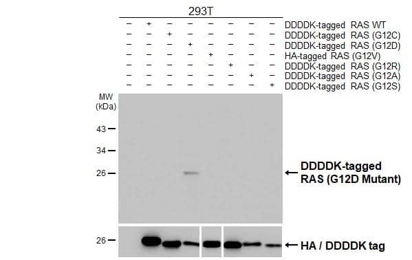 Ras Antibody (HL10) - G12D Mutant - Azide and BSA Free