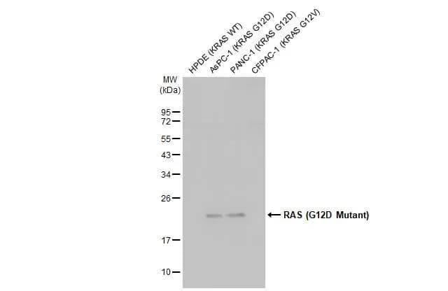 Ras Antibody (HL10) - G12D Mutant - Azide and BSA Free