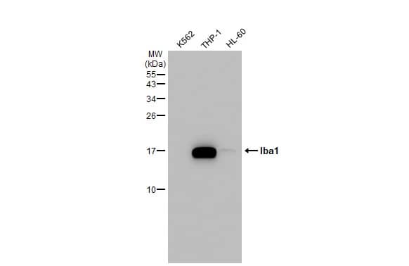 AIF-1/Iba1 Antibody (HL22)