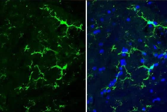 AIF-1/Iba1 Antibody (HL22)