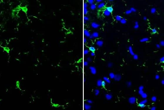 AIF-1/Iba1 Antibody (HL22)