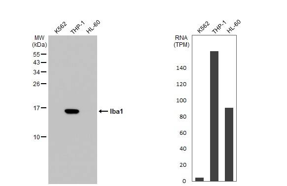AIF-1/Iba1 Antibody (HL22) - Azide and BSA Free