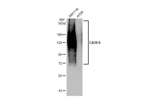CA19-9/Sialyl Lewis A Antibody (GT933)
