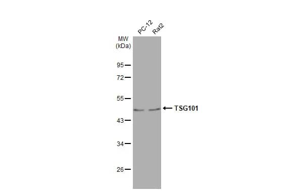 TSG101 Antibody (4A10-RB)