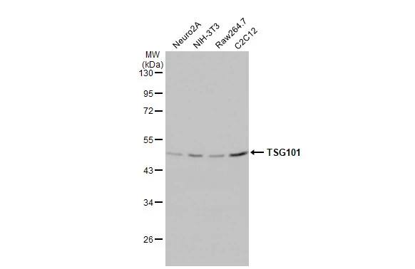 TSG101 Antibody (4A10-RB)