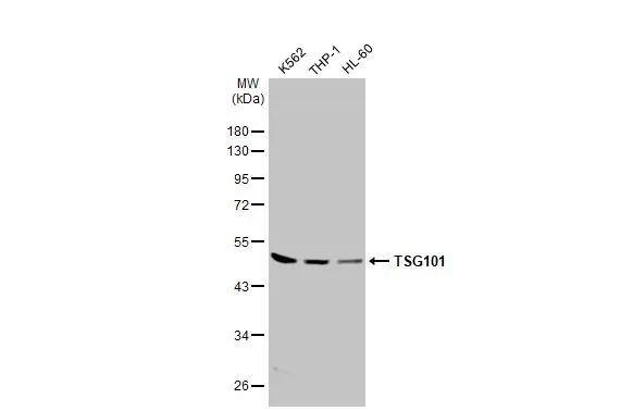 TSG101 Antibody (4A10-RB) - Azide and BSA Free