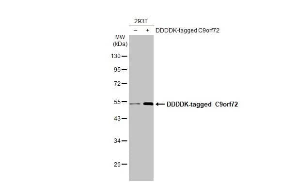 C9orf72 Antibody (GT779-RB)