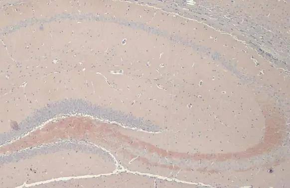 C9orf72 Antibody (GT779-RB) - Azide and BSA Free