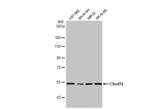 C9orf72 Antibody (GT779-RB) - Azide and BSA Free