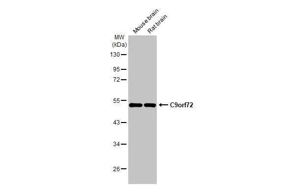 C9orf72 Antibody (GT1553-RB) - Azide and BSA Free
