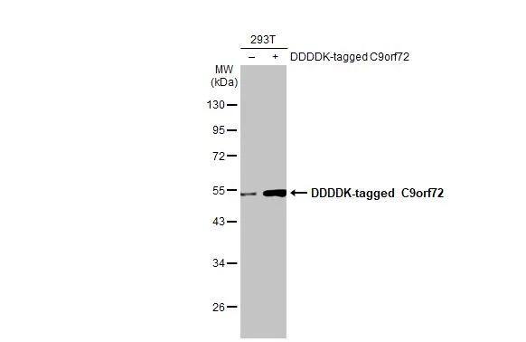 C9orf72 Antibody (GT1553-RB) - Azide and BSA Free