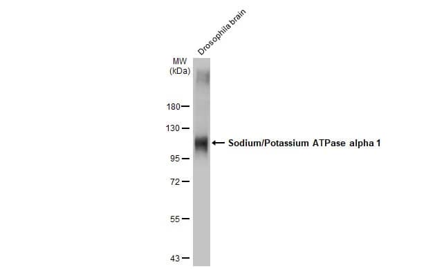 Sodium Potassium ATPase Alpha 1 Antibody (HL114)