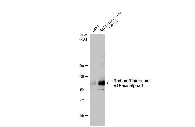 Sodium Potassium ATPase Alpha 1 Antibody (HL114) - Azide and BSA Free