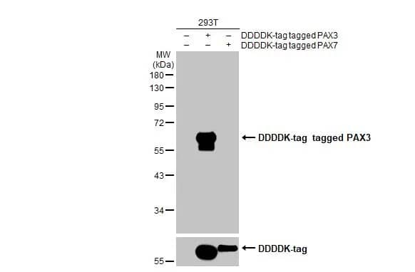 Pax3 Antibody (HL160)