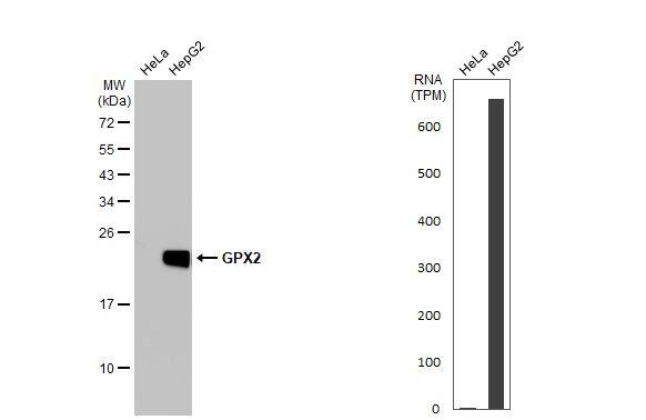 Glutathione Peroxidase 2/GPX2 Antibody (HL125) - Azide and BSA Free