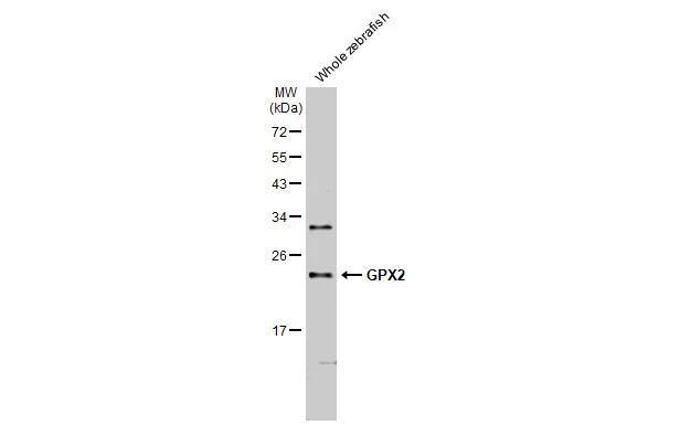 Glutathione Peroxidase 2/GPX2 Antibody (HL125) - Azide and BSA Free