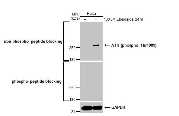 ATR [p Thr1989] Antibody (HL132) - Azide and BSA Free